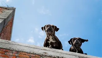 Reglamento de Protección Animal de Guadalupe, estas son las multas por tener un perro en la azotea