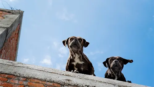 Reglamento de Protección Animal de Guadalupe, estas son las multas por tener un perro en la azotea