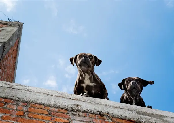 Reglamento de Protección Animal de Guadalupe, estas son las multas por tener un perro en la azotea
