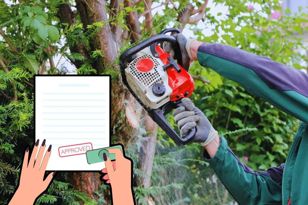 Apodaca exige permiso para talar árboles en domicilios particulares. Foto: CANVA