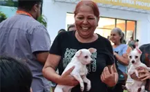 ¿Con qué novedades cuenta el nuevo reglamento de bienestar animal en Guadalupe?