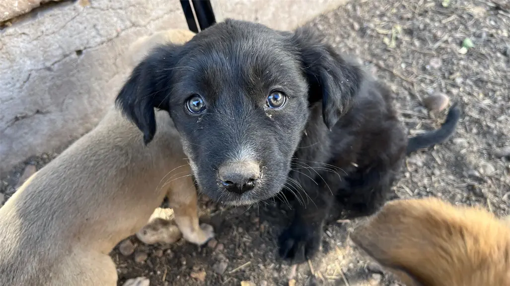 Rescatistas de animales se enfrentan a estos retos y problemas en Durango