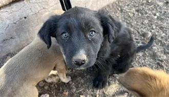 Rescatistas de animales se enfrentan a estos retos y problemas en Durango