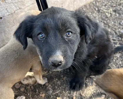 Rescatistas de animales se enfrentan a estos retos y problemas en Durango