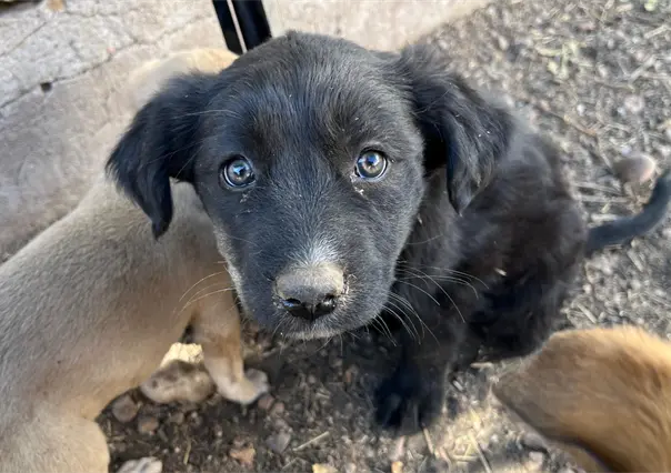 Rescatistas de animales se enfrentan a estos retos y problemas en Durango