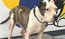 De ser abandonado en un arroyo a tener una segunda oportunidad: “Papi” espera ser adoptado en Monterrey