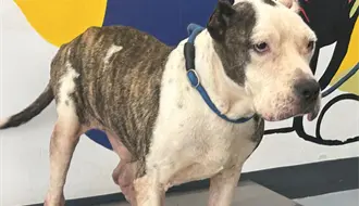De ser abandonado en un arroyo a tener una segunda oportunidad: “Papi” espera ser adoptado en Monterrey