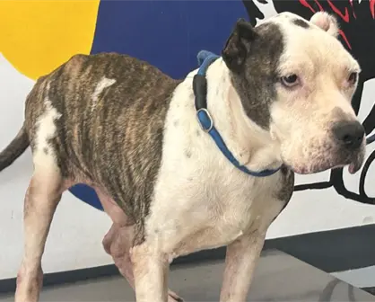 De ser abandonado en un arroyo a tener una segunda oportunidad: "Papi" espera ser adoptado en Monterrey