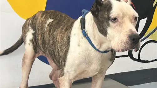 De ser abandonado en un arroyo a tener una segunda oportunidad: "Papi" espera ser adoptado en Monterrey