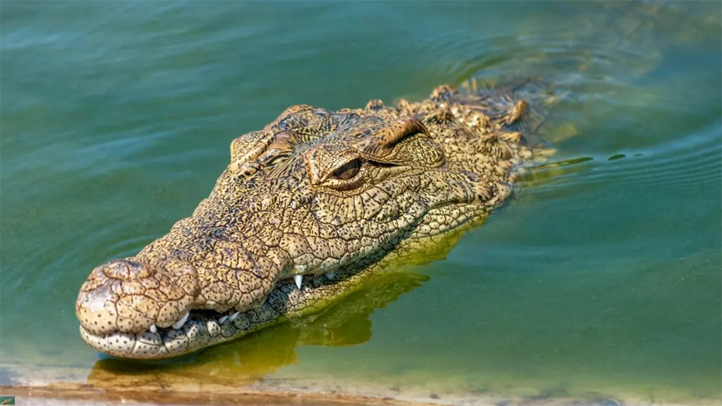 ¿Qué hacer si ves un cocodrilo en Yucatán? Estas son las medidas oficiales que debes saber
