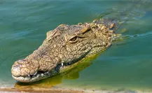 ¿Qué hacer si ves un cocodrilo en Yucatán? Estas son las medidas oficiales que debes saber ¿Qué hacer si ves un cocodrilo en Yucatán? Estas son las medidas oficiales que debes saber