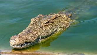 ¿Qué hacer si ves un cocodrilo en Yucatán? Estas son las medidas oficiales que debes saber