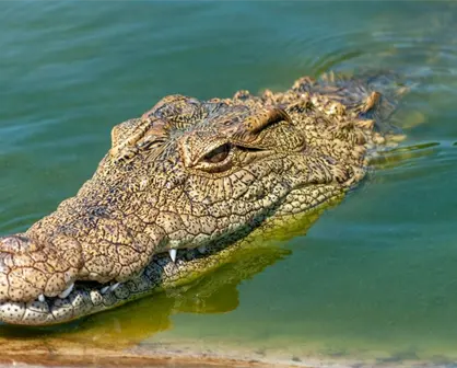 ¿Qué hacer si ves un cocodrilo en Yucatán? Estas son las medidas oficiales que debes saber
