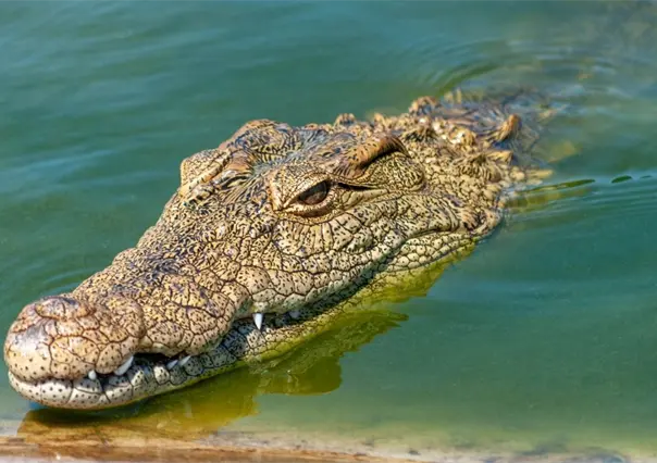 ¿Qué hacer si ves un cocodrilo en Yucatán? Estas son las medidas oficiales que debes saber