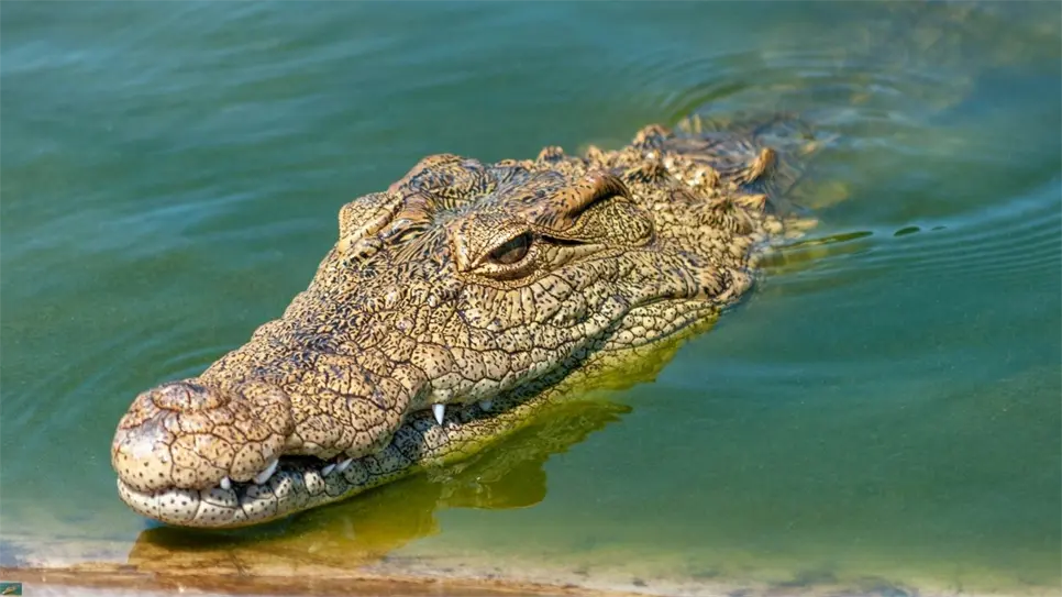 ¿Qué hacer si ves un cocodrilo en Yucatán? Estas son las medidas oficiales que debes saber