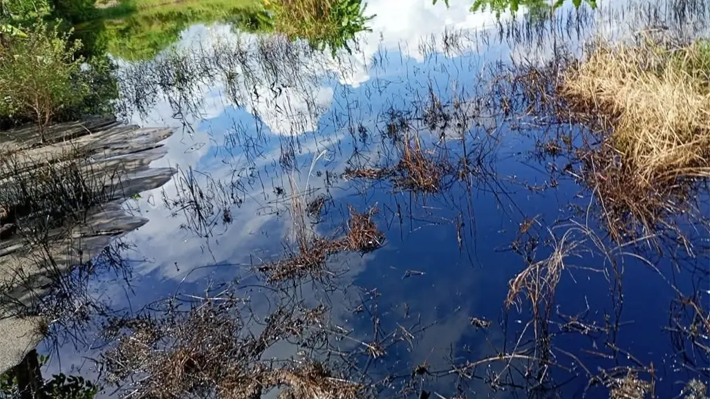 Campesinos y vecinos denuncian derrame de hidrocarburo en Altamira Tamaulipas; esto se sabe