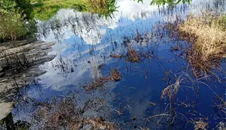 Campesinos y vecinos denuncian derrame de hidrocarburo en Altamira Tamaulipas; esto se sabe