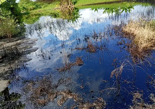 Campesinos y vecinos denuncian derrame de hidrocarburo en Altamira Tamaulipas; esto se sabe