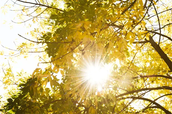 Calor intenso y cielos despejados dominarán Tamaulipas este 23 de octubre