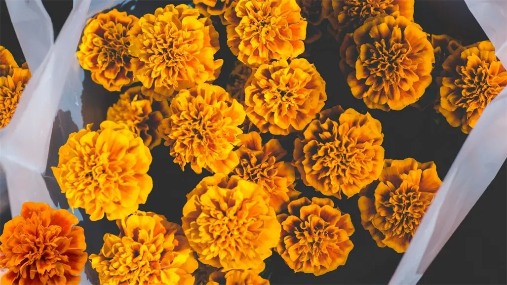 ¿Cuánto cuesta la flor de cempasúchil para este Janal Pixán en Mérida?