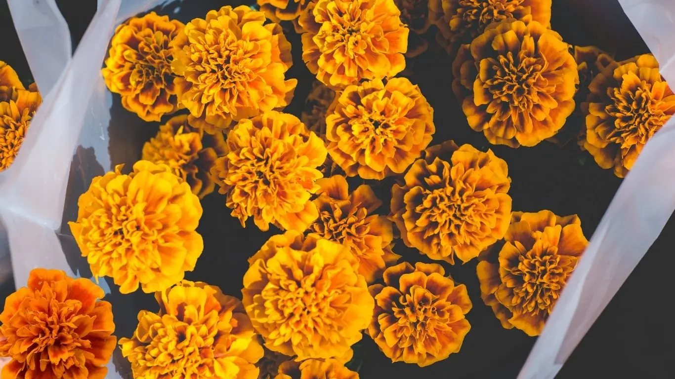 ¿Cuál es el precio actual de la flor de cempasúchil?. Foto: Canva