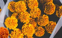 ¿Cuánto cuesta la flor de cempasúchil para este Janal Pixán en Mérida?