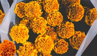 ¿Cuánto cuesta la flor de cempasúchil para este Janal Pixán en Mérida?