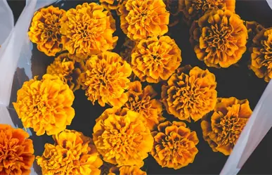 ¿Cuánto cuesta la flor de cempasúchil para este Janal Pixán en Mérida?