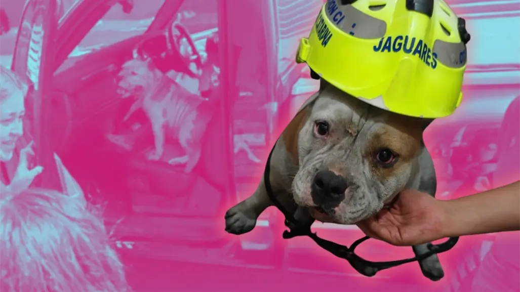 ¡Maggie regresa a casa! perrita rescatada tras incendio en Santa Catarina