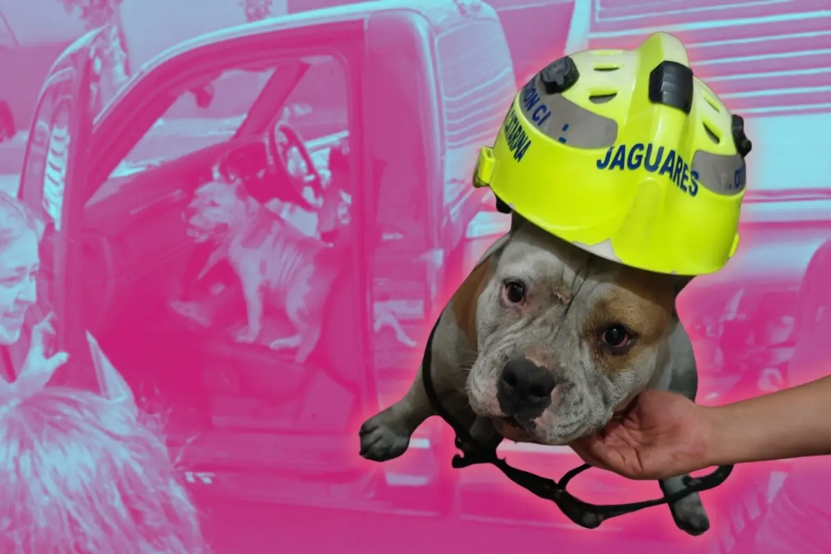 Maggie, perrita pitbull rescatada tras incendio en Santa Catarina. Foto: Canva