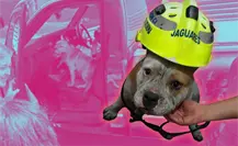 ¡Maggie regresa a casa! perrita rescatada tras incendio en Santa Catarina