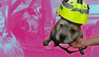 ¡Maggie regresa a casa! perrita rescatada tras incendio en Santa Catarina