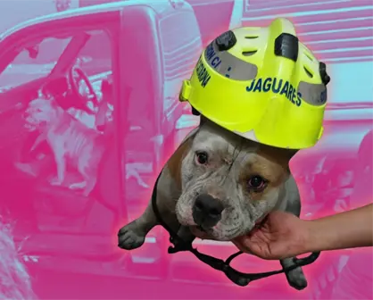 ¡Maggie regresa a casa! perrita rescatada tras incendio en Santa Catarina
