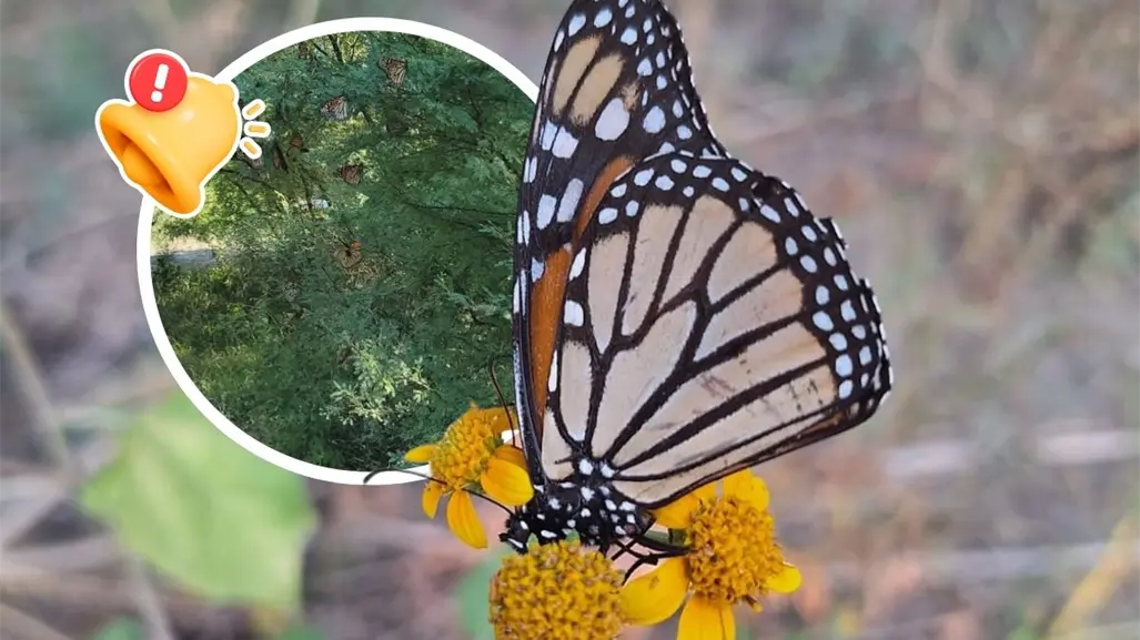 Mariposa monarca en Coahuila: arriban más de 90 ejemplares y marcan el inicio de su migración 2025