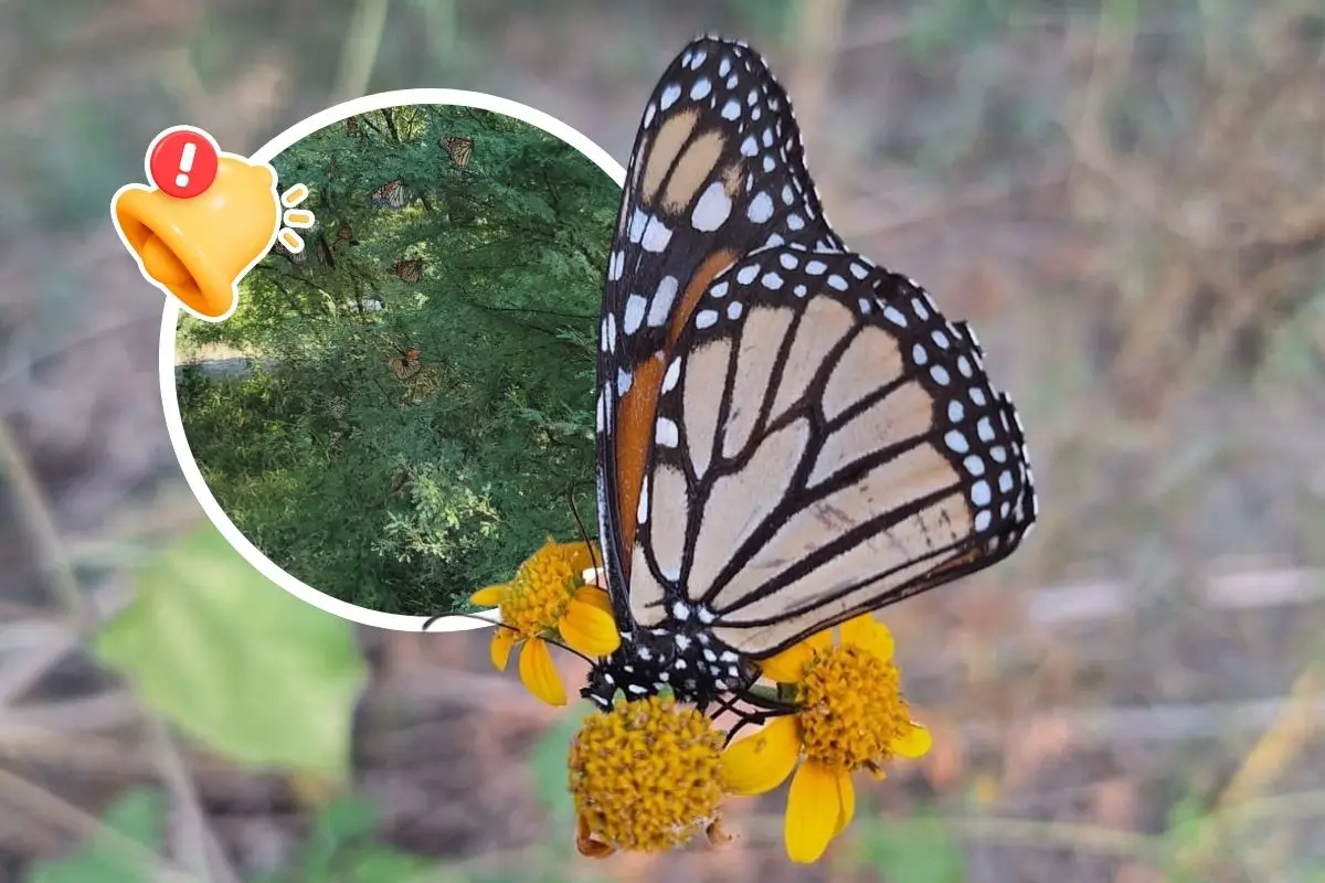 La importancia de la mariposa monarca en Coahuila / Foto: Programa Correo Real- Mariposa Monarca | Canva