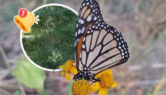 Mariposa monarca en Coahuila: arriban más de 90 ejemplares y marcan el inicio de su migración 2025