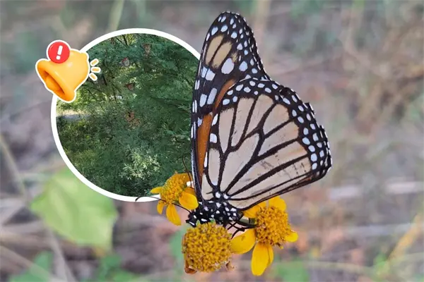 Mariposa monarca en Coahuila: arriban más de 90 ejemplares y marcan el inicio de su migración 2025