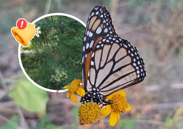 Mariposa monarca en Coahuila: arriban más de 90 ejemplares y marcan el inicio de su migración 2025