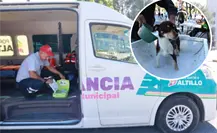 Visita la Ruta por Amor a Saltillo y aprovecha los servicios de salud y para mascotas sin costo