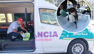 Visita la Ruta por Amor a Saltillo y aprovecha los servicios de salud y para mascotas sin costo