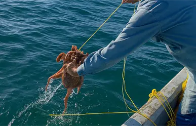 Nuevas Zonas de Refugio Pesquero en Yucatán: qué especies se protegen y cómo afectará a la pesca