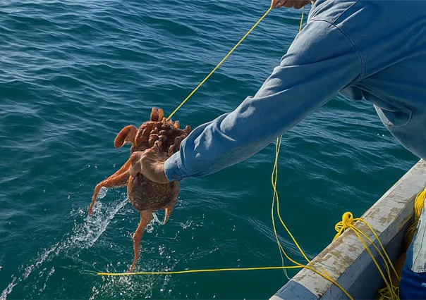 Nuevas Zonas de Refugio Pesquero en Yucatán: qué especies se protegen y cómo afectará a la pesca