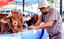 Inicia registro para créditos ganaderos en Coahuila: ¿cómo registrarse y quiénes pueden solicitarlos?