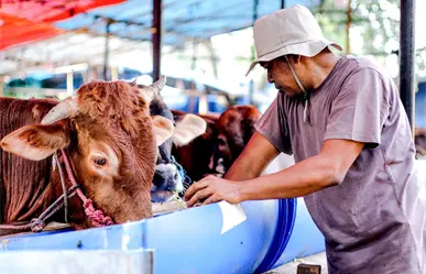 Inicia registro para créditos ganaderos en Coahuila: ¿cómo registrarse y quiénes pueden solicitarlos?