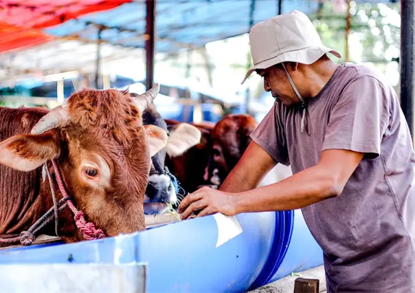 Inicia registro para créditos ganaderos en Coahuila: ¿cómo registrarse y quiénes pueden solicitarlos?