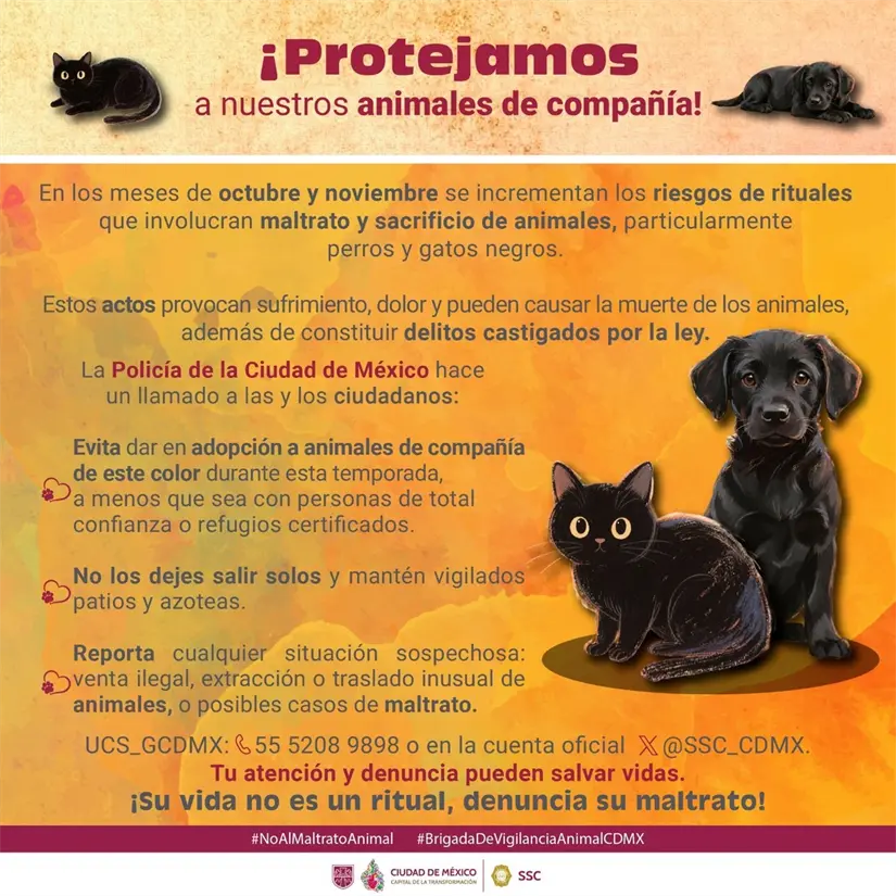 Consejos para cuidar a tus mascotas. Foto: Especial