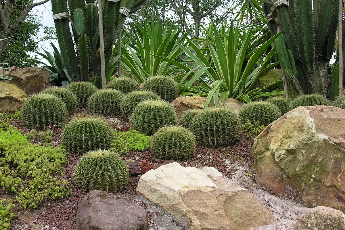 En el altiplano y matorral de Tamaulipas florece una diversidad vegetal única que durante décadas ha permanecido silente para muchos. Foto: SEDUMA