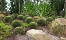 Tamaulipas protege 154 especies de cactáceas nativas