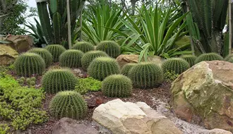 Tamaulipas protege 154 especies de cactáceas nativas