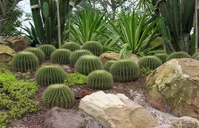 Tamaulipas protege 154 especies de cactáceas nativas